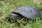tortue de Floride (été 2004)