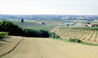 paysage de vignes et vergers